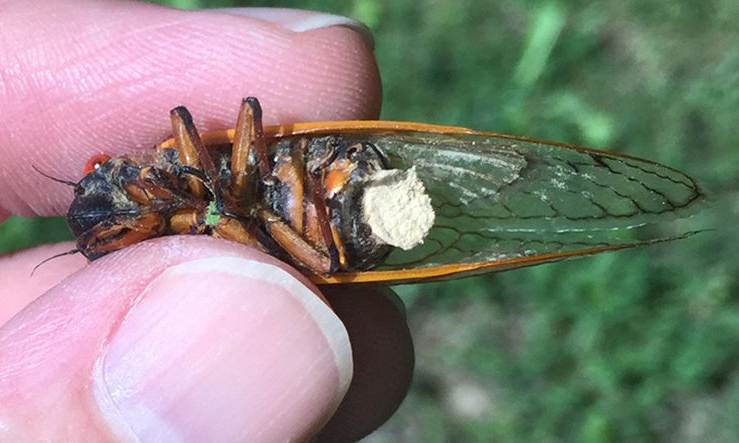 Bizarre Parasite Turns Male Cicadas Into Sex Crazed Zombies