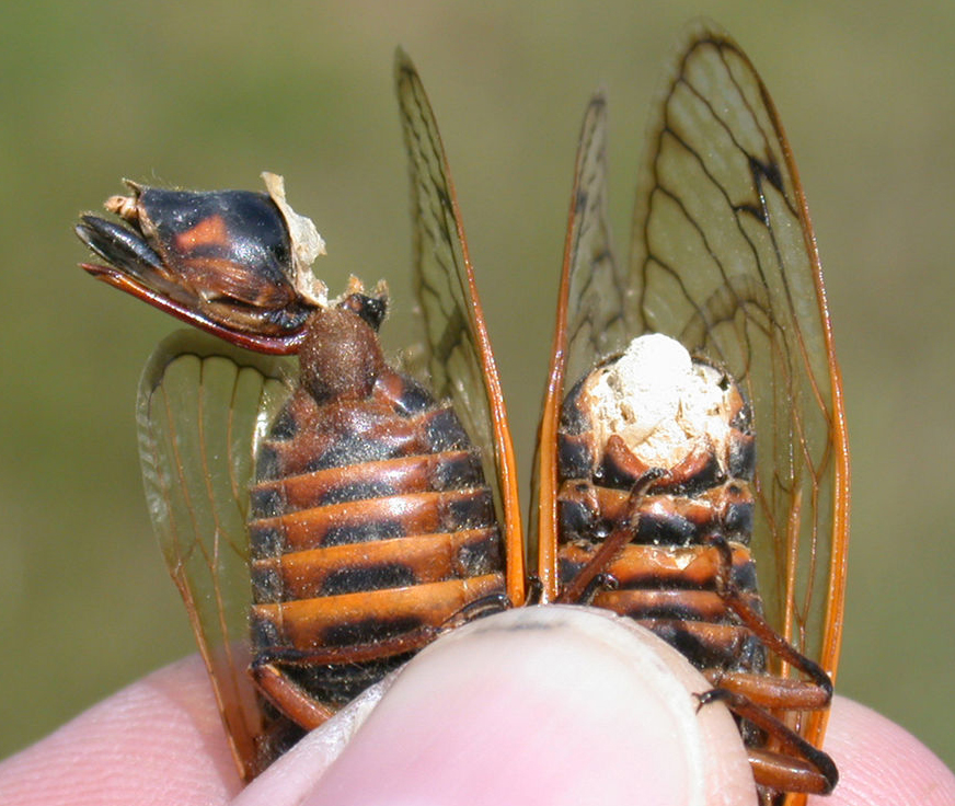 Bizarre Parasite Turns Male Cicadas Into Sex Crazed Zombies