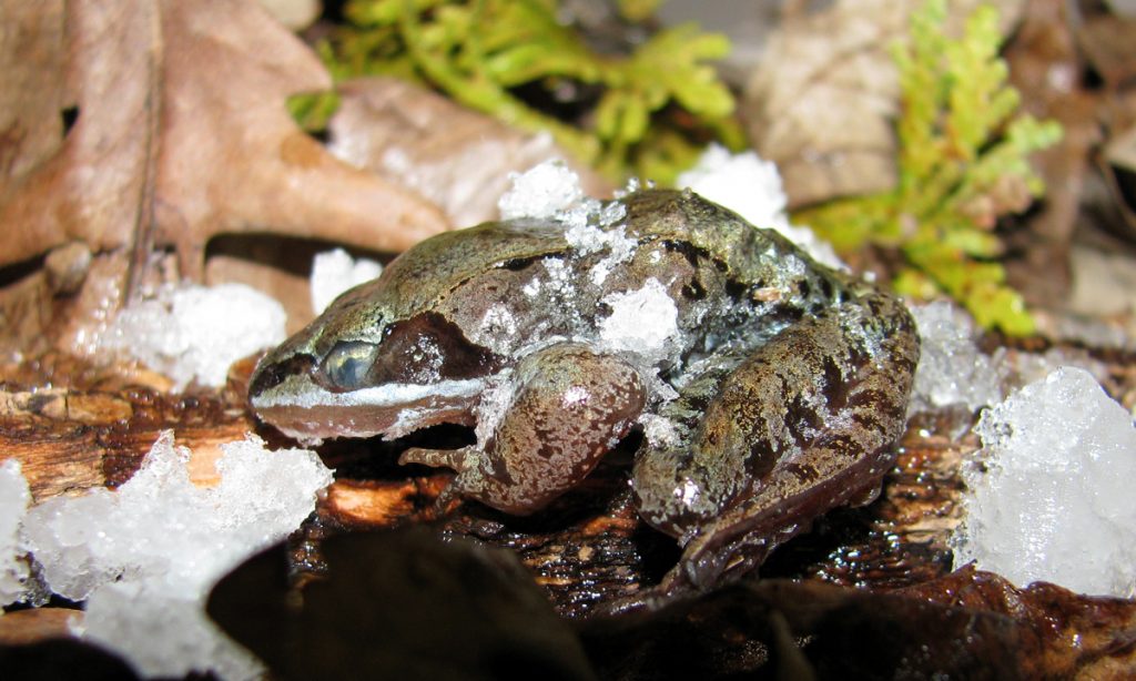 hibernating frog frozen