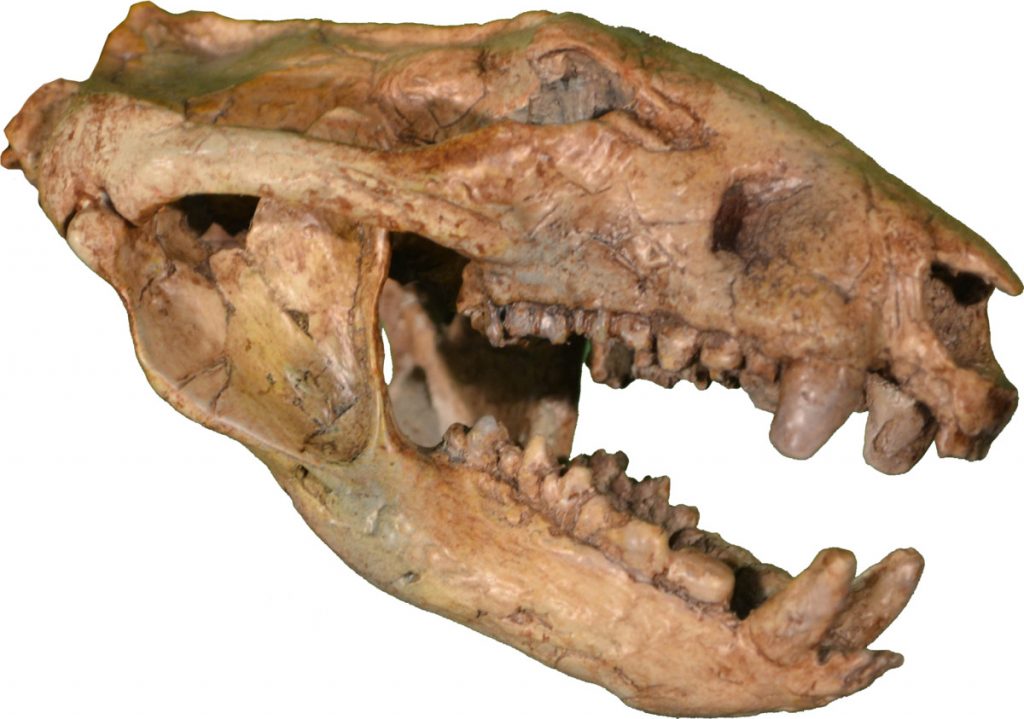 This Prehistoric Marsupial Had The Strongest Bite Force of Any Mammal Ever