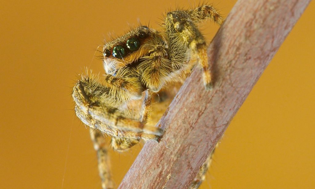 Baby Jumping Spiders See Surprisingly Well