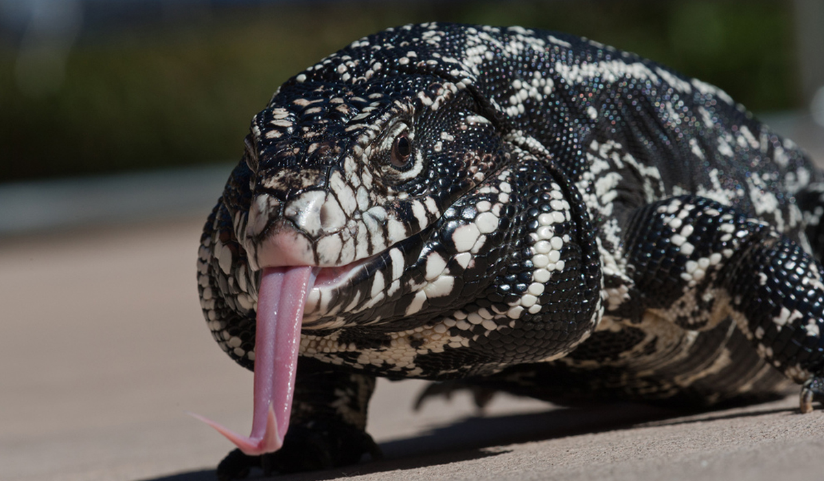 These Invasive Giant Lizards Are Decimating Florida Wildlife
