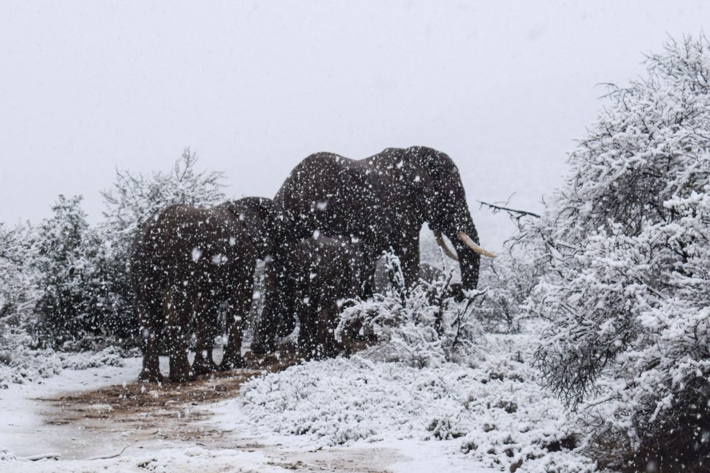 Giraffes and Elephants Spotted in Heavy Snow in South Africa