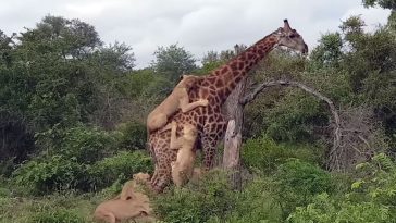 Lions climb on the back of a giraffe in Kruger National Park.