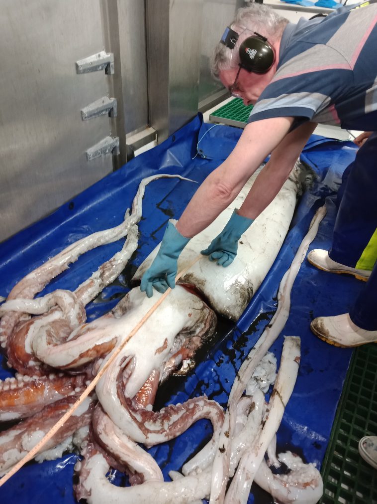 Scientists Unexpectedly Haul In 13 Foot Giant Squid