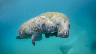 manatees