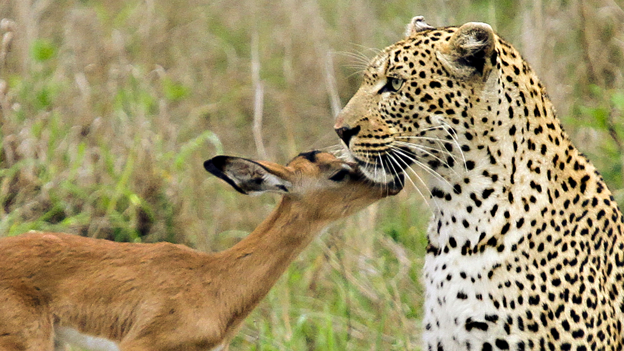 Leopardo 'juega' con un amistoso Impala