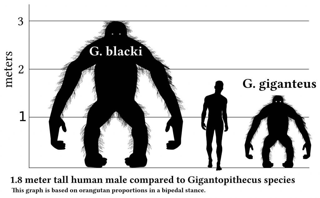 2000px-Gigantopithecus_v_human_v1.svg
