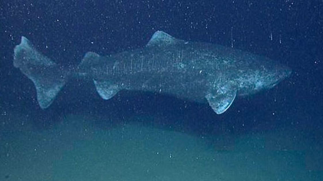 Year Old Sharks Record For Longest Living Vertebrate