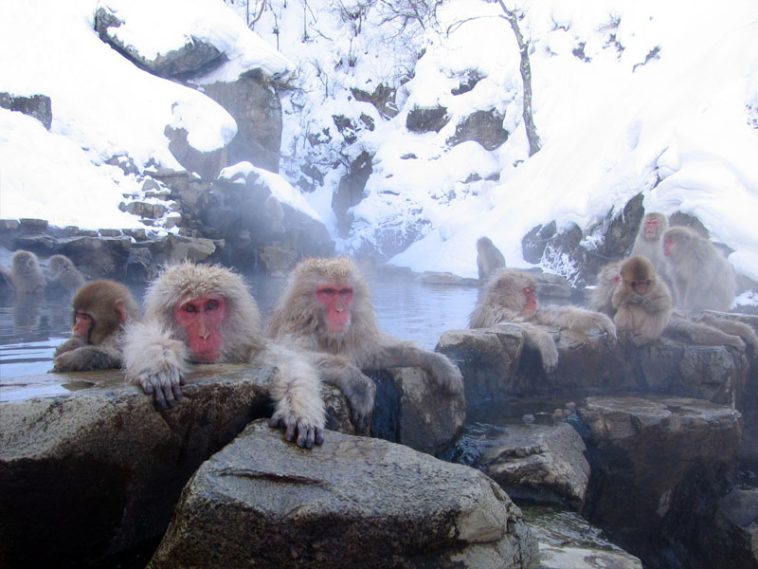 These Monkeys Relax in Hot Springs to Survive and Thrive