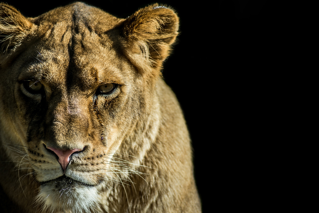 Lions Eating Warthog Alive... Then Hyenas Arrive