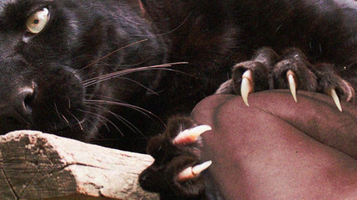 Feeding Fail Black Panther Attacks Zookeeper