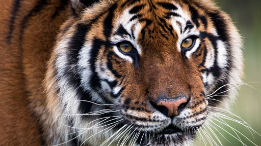 Crane Fearlessly Fights Off Two Tigers in Zoo