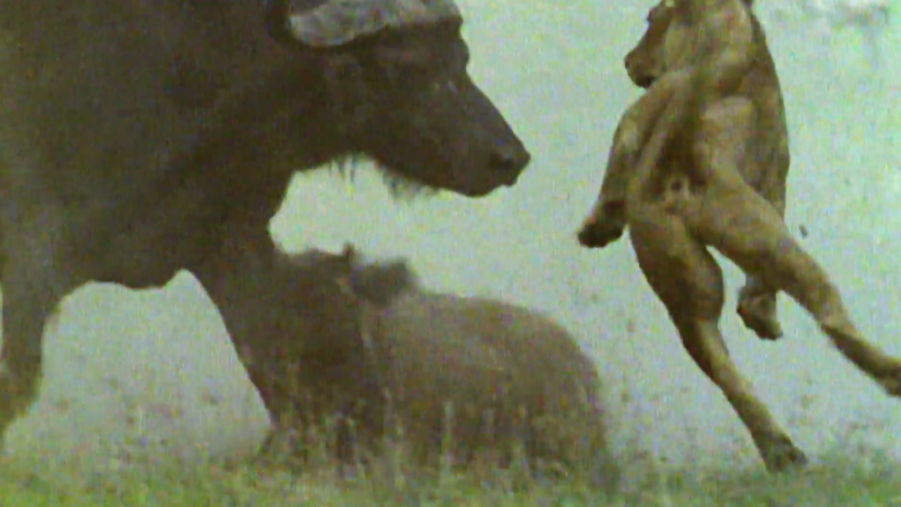 buffalo-catapults-attacking-lion-to-save-calf