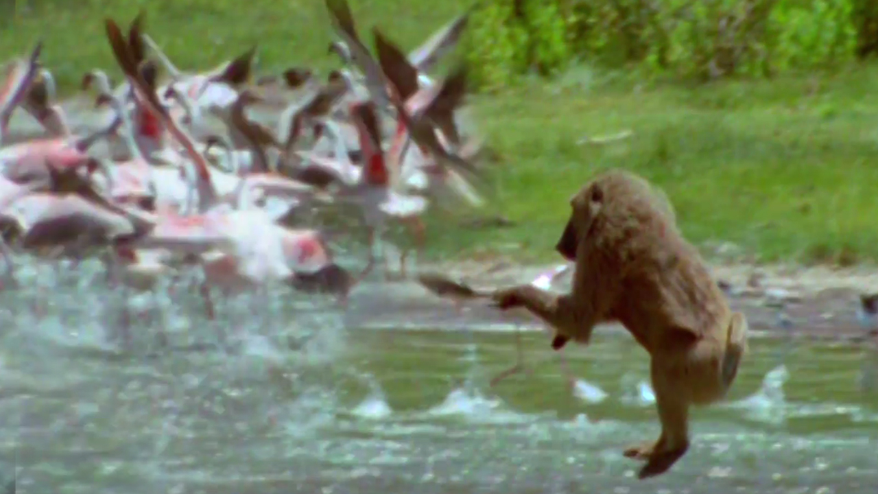 Baboon Catches Flamingo