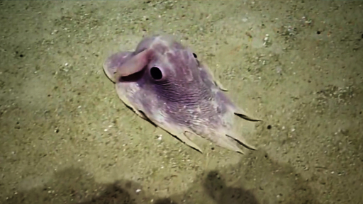 dumbo octopus eggs