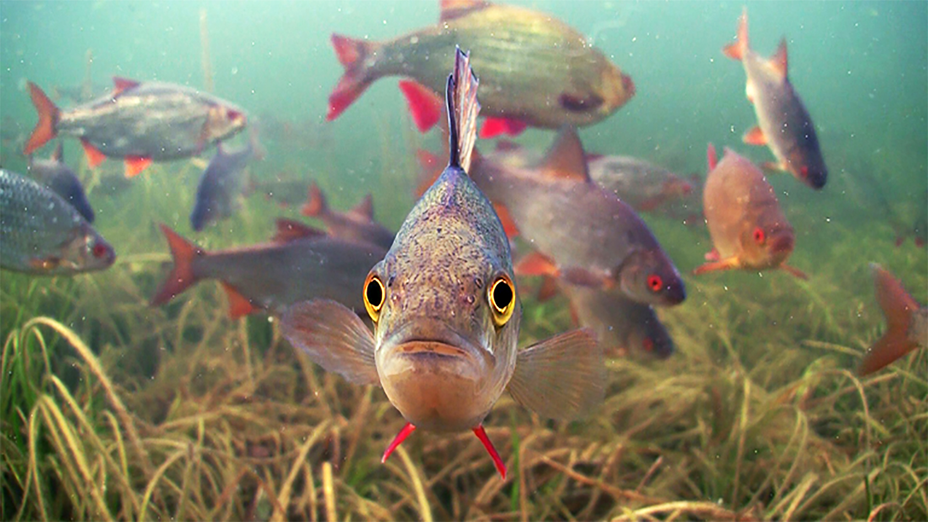 Все виды рыб речных фото