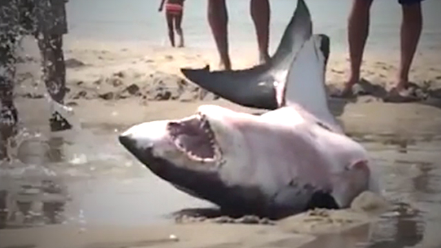 Great White Shark Stranded on Beach in Cape Cod