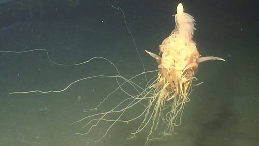 Strange Stinging Spaghetti Monster of the Deep Sea