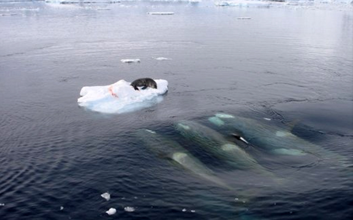 orca hunting seals