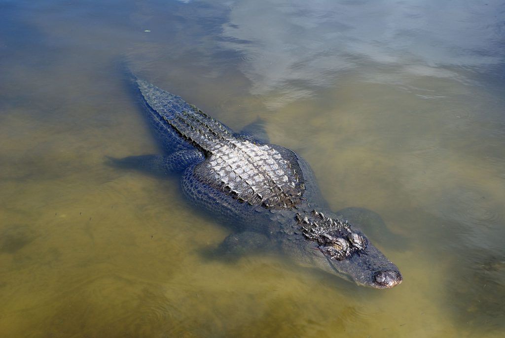 <a href="https://commons.wikimedia.org/wiki/File:Alligator_at_Gatorland_-Orlando_-Florida-8Sept2008.jpg">Jamie Sanford from USA</a>, <a href="https://creativecommons.org/licenses/by/2.0">CC BY 2.0</a>, via Wikimedia Commons