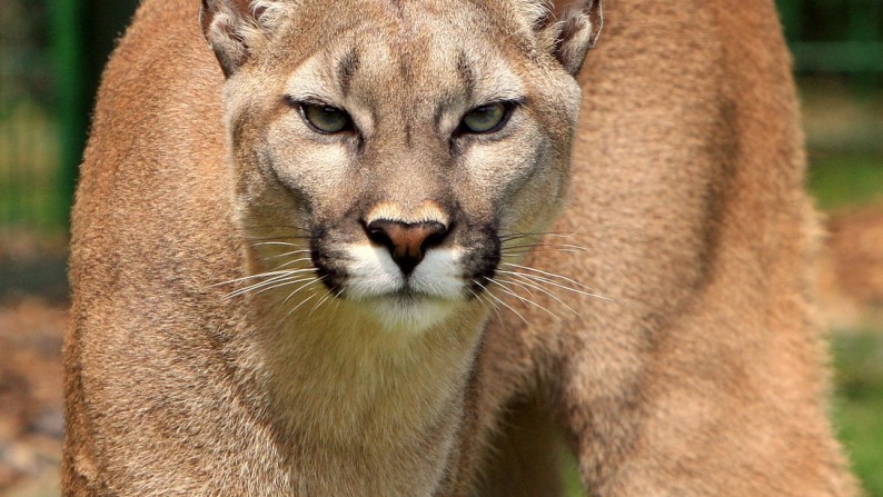 Watch These Chilling Videos of Screaming Mountain Lions…If You Dare ...