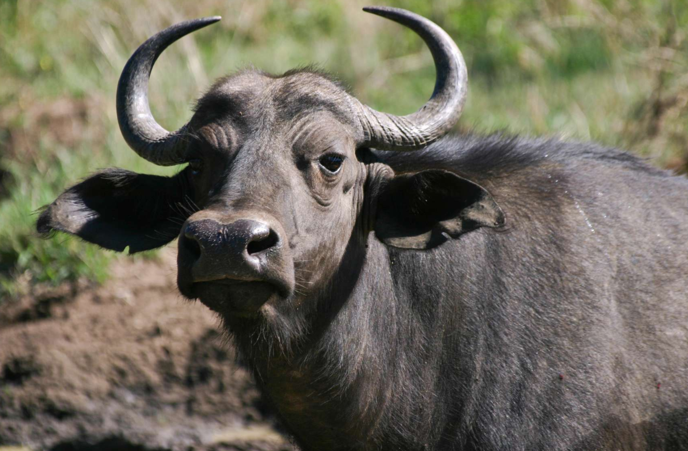 Buffalo Catapults Attacking Lion Save Calf