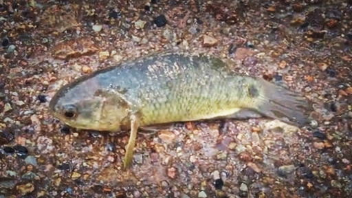 Can Fish Choke – The 4 Most Common Choking Hazards For Adults – NPZGU