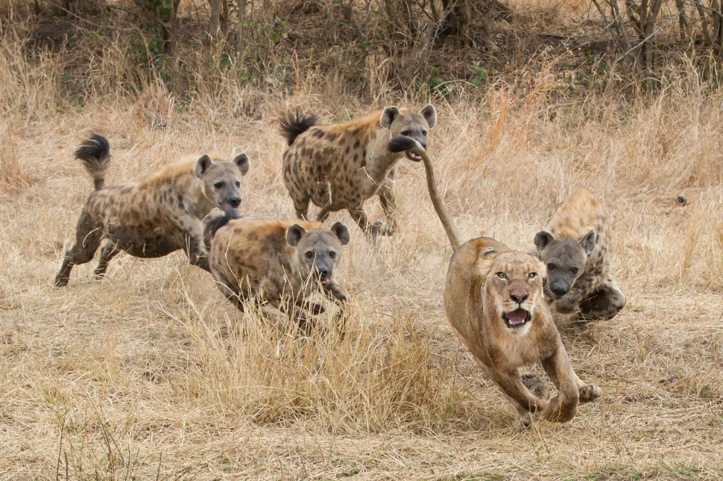 Lions vs. Hyenas: When Hyenas Won't Back Down from a Lion Pride