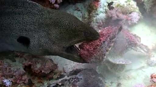 Giant Moray Eel vs Venomous Stonefish (VIDEO)