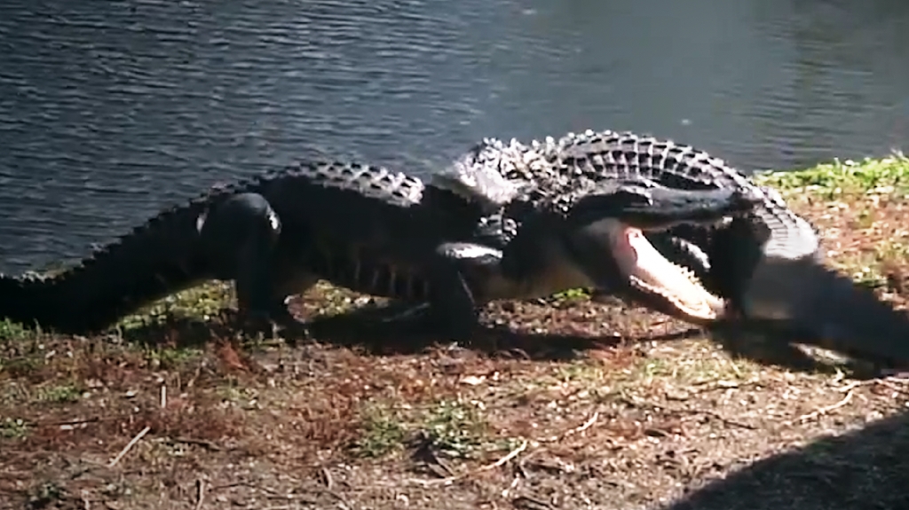 Gator Tussle: Alligator vs. Alligator Battle in Florida