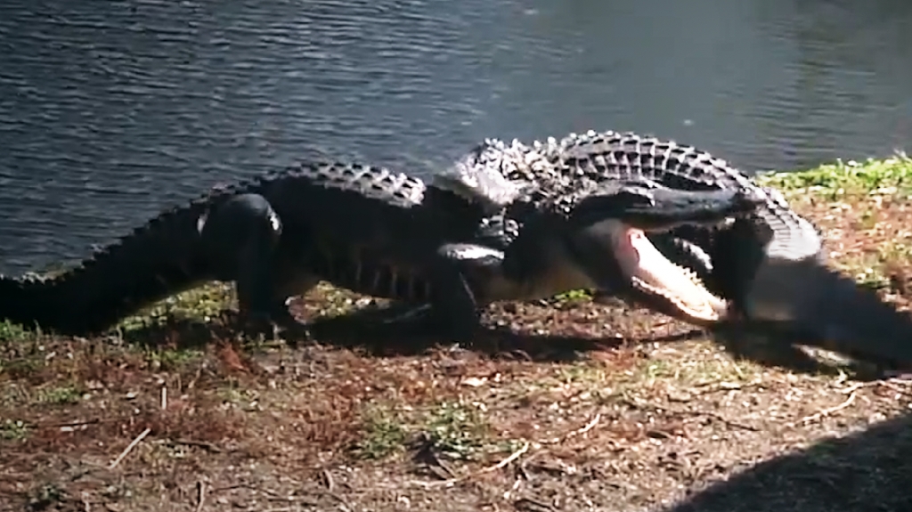 crocodiles and alligators fighting