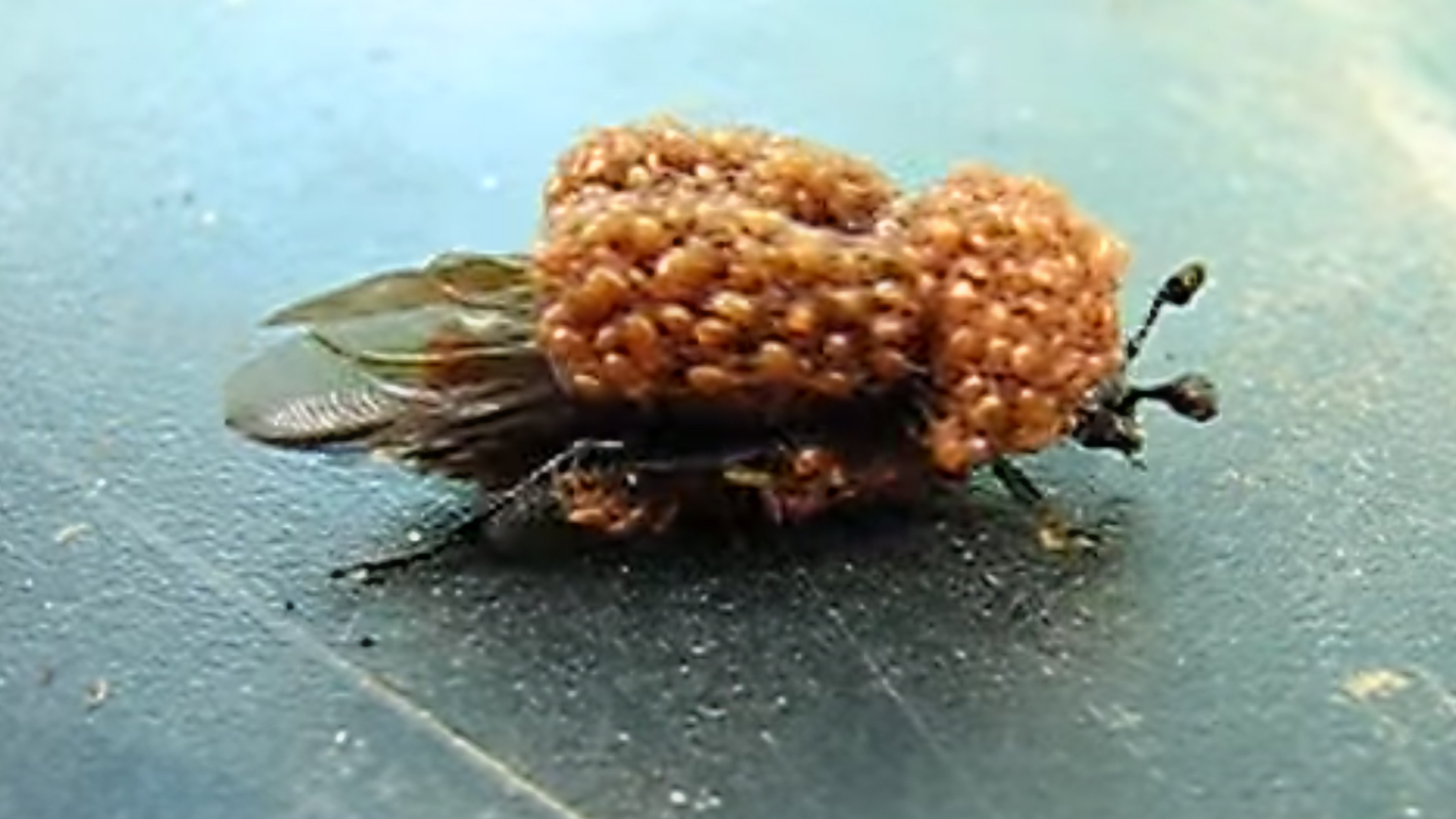 Hundreds Of Mites Cling To A Beetles Back