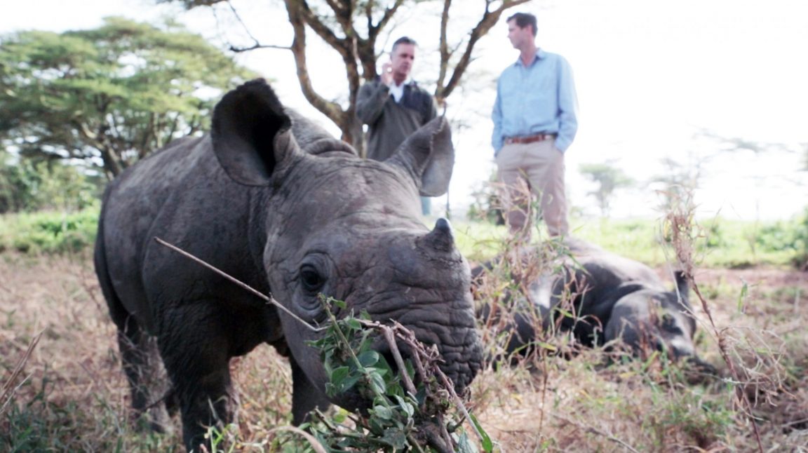 These Baby Rhinos Have a Dark Past, Bright Future