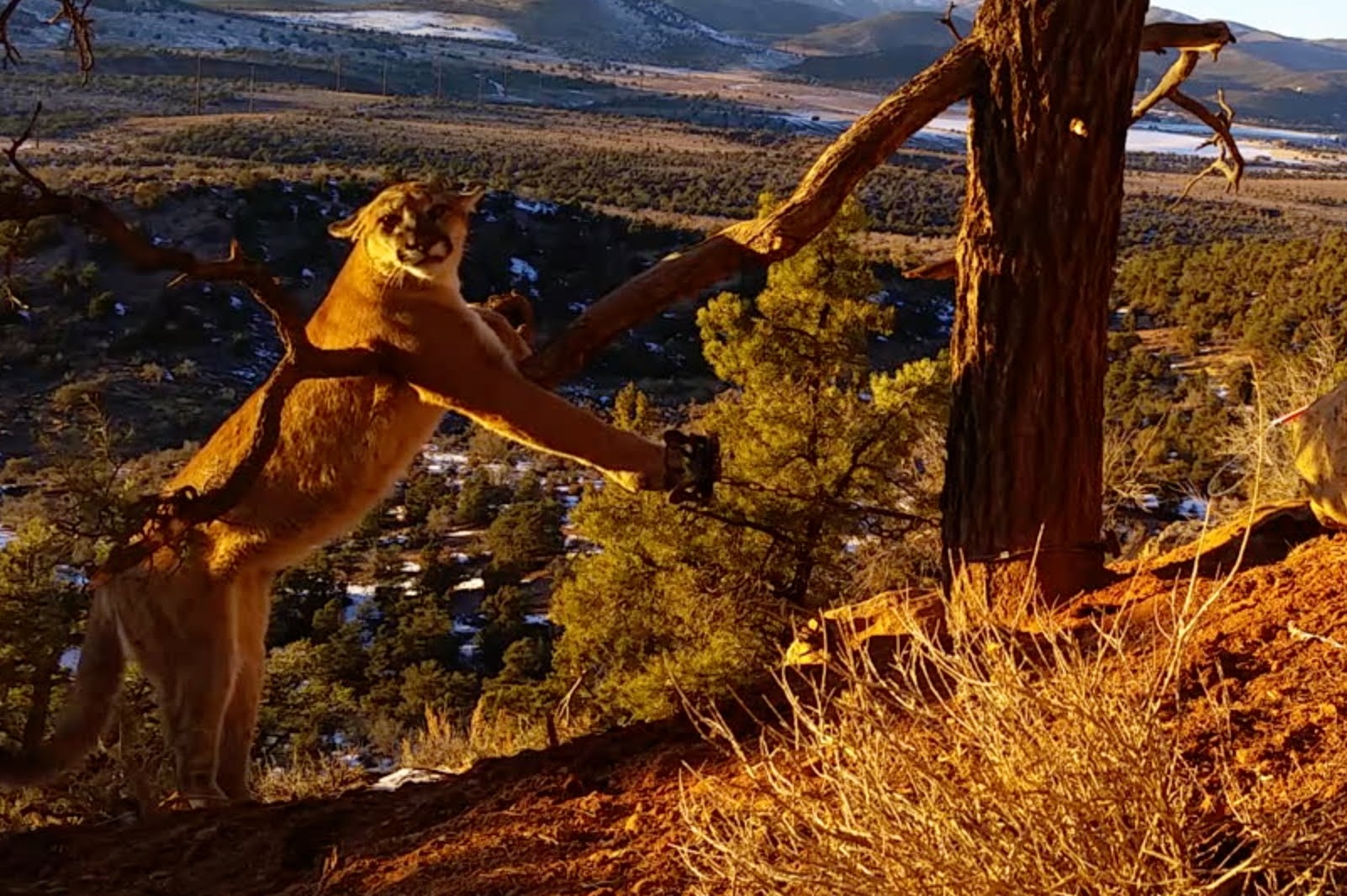 Амазинг пума. Mountain Lion в силиконовой долине забрел на участок. Mountine Lions в силиконовой долине PF,HTK YF exfcnjr. Pine Lion. Original - cougar encounter in Utah _ Mountain Lion Stalks me for 6 minutes!.
