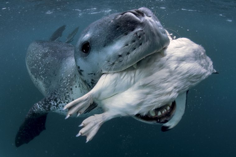 Leopard Seal Tries To Feed Penguins To Photographer