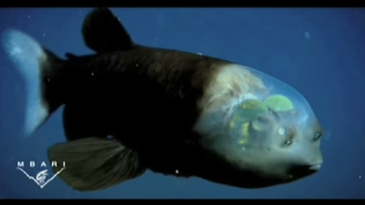 Why do deep-sea fish look like aliens?