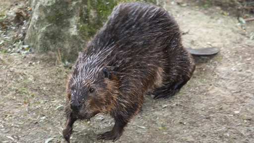 beaver 2