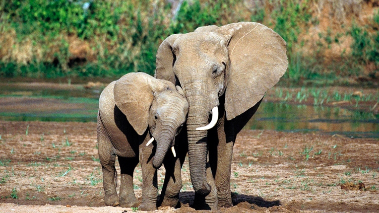 elephants