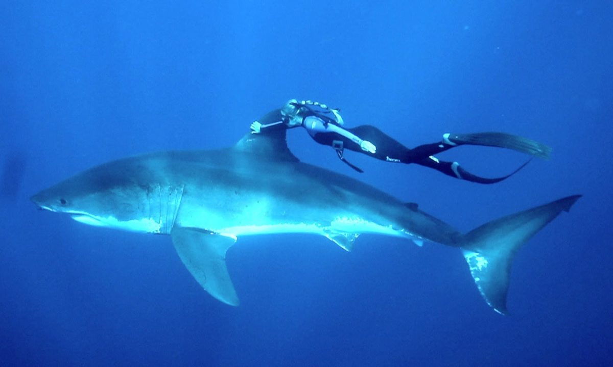 Girl Swims With Great White Shark In Epic Video