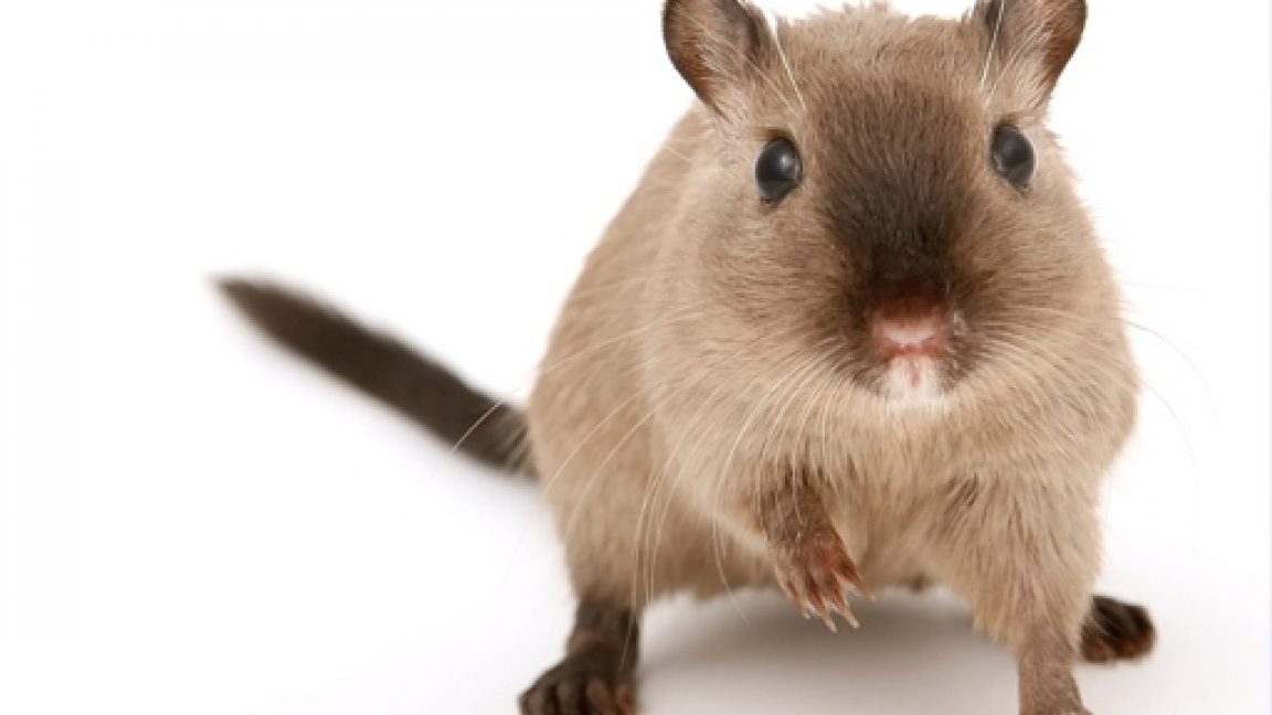 Rats Show Empathy, Save Each Other From Bad Situations