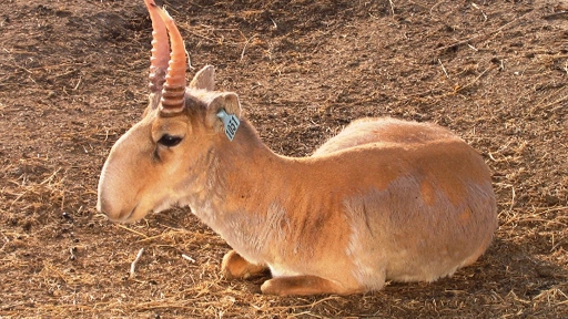 "saiga