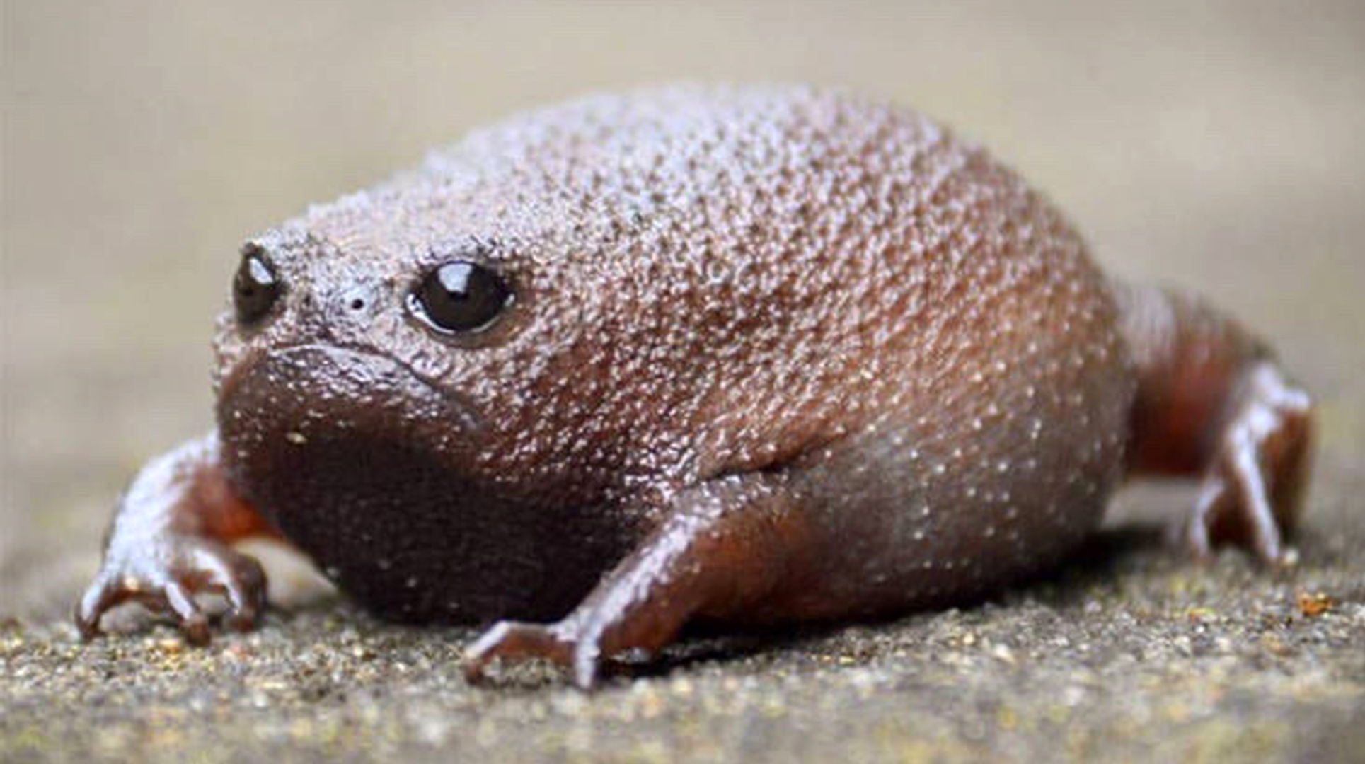 This Frog Has The Most Adorable Squeak (Listen!)