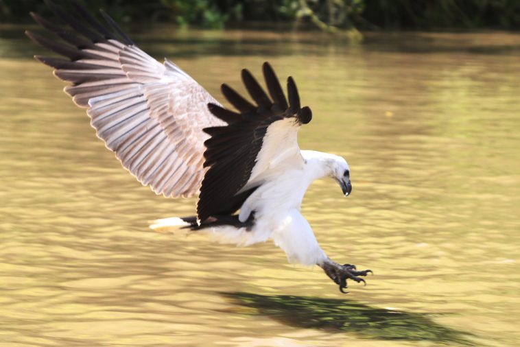 Eagle Takes Down Super-venomous Snake