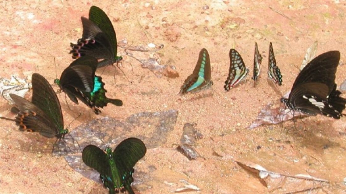 Butterflies Drink Turtle Tears to Survive