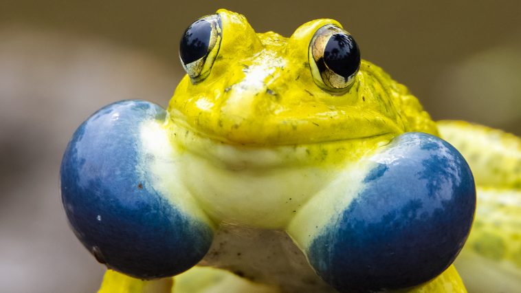 This Frog Changes Colors to Impress Females