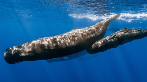 sperm whales