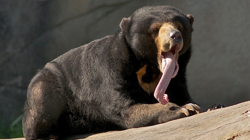 Why Do These Bears Have Such Long Tongues?