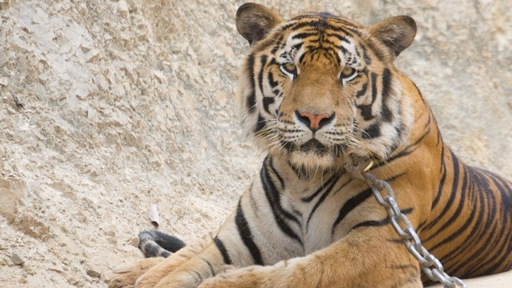 Dozens of dead tiger cubs found in Thai temple freezer - CBS News