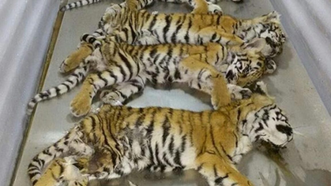 Forty Dead Tiger Cubs Found In Freezer During Raid At Thai Temple